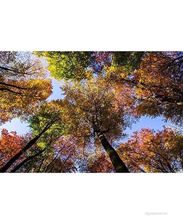 Jigsaw Puzzles Forest Autumn Creative Wall Decoration Art Toys Casual Decompression Game 500 1000 1500 2000 3000 4000 5000 6000 Pieces 0224 Color : Partition Size : 1000 Pieces