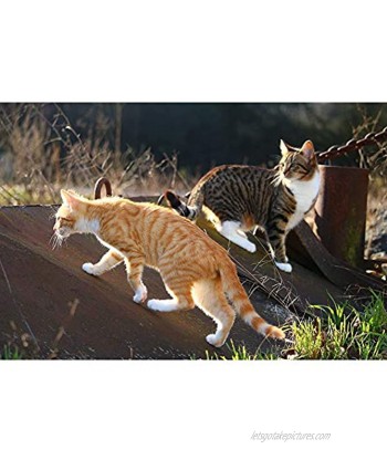Jigsaw Puzzles Intellectual Decompression Fun Family Puzzles Game for Kids Adults Two Staring Cats 500 1000 1500 2000 Pieces 0224 Color : Partition Size : 2000 Pieces